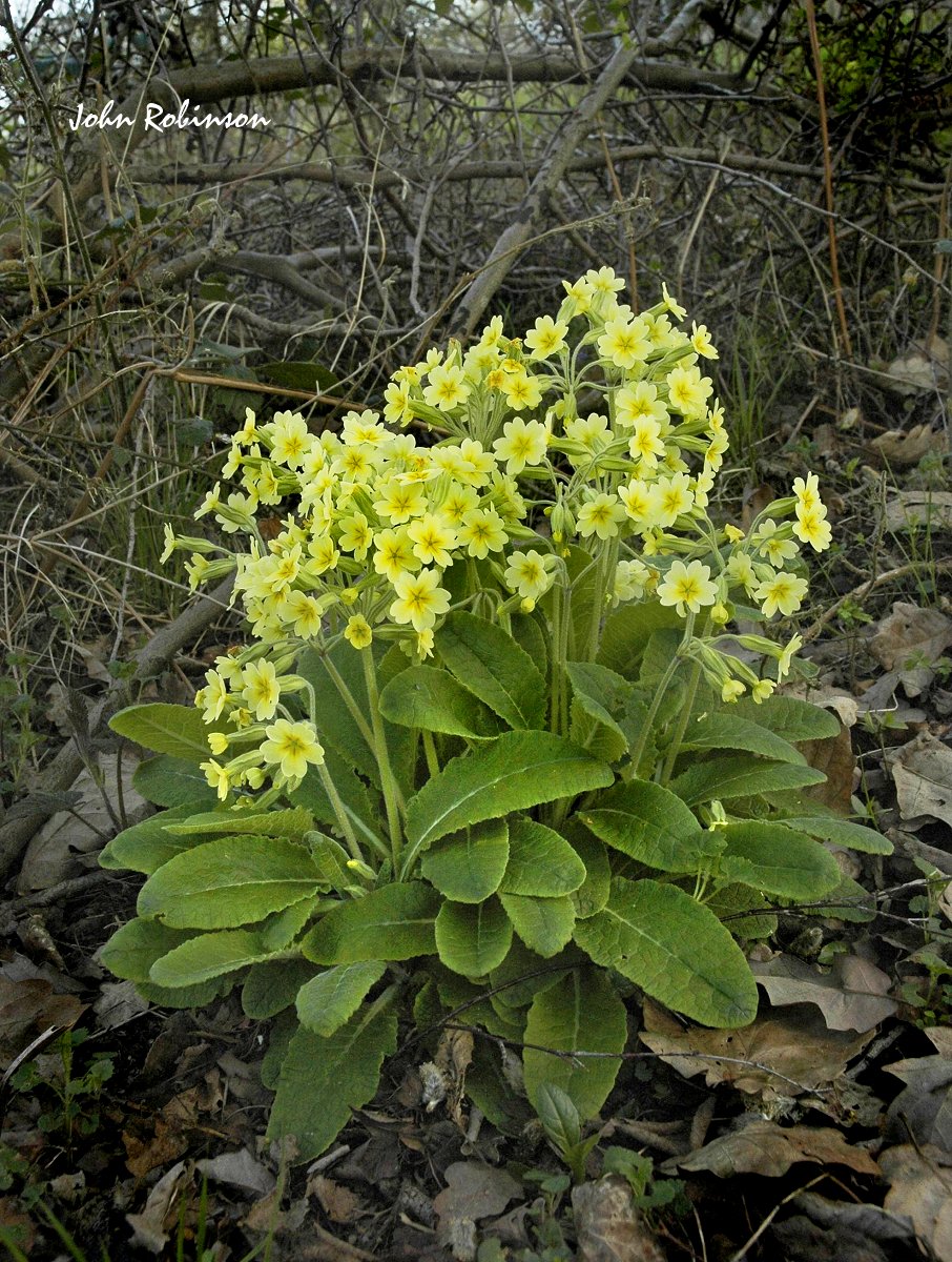 Oxlip