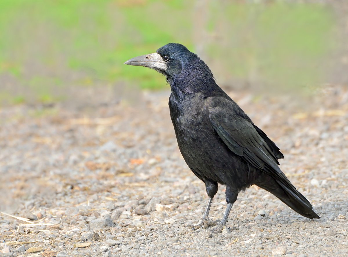 Rook