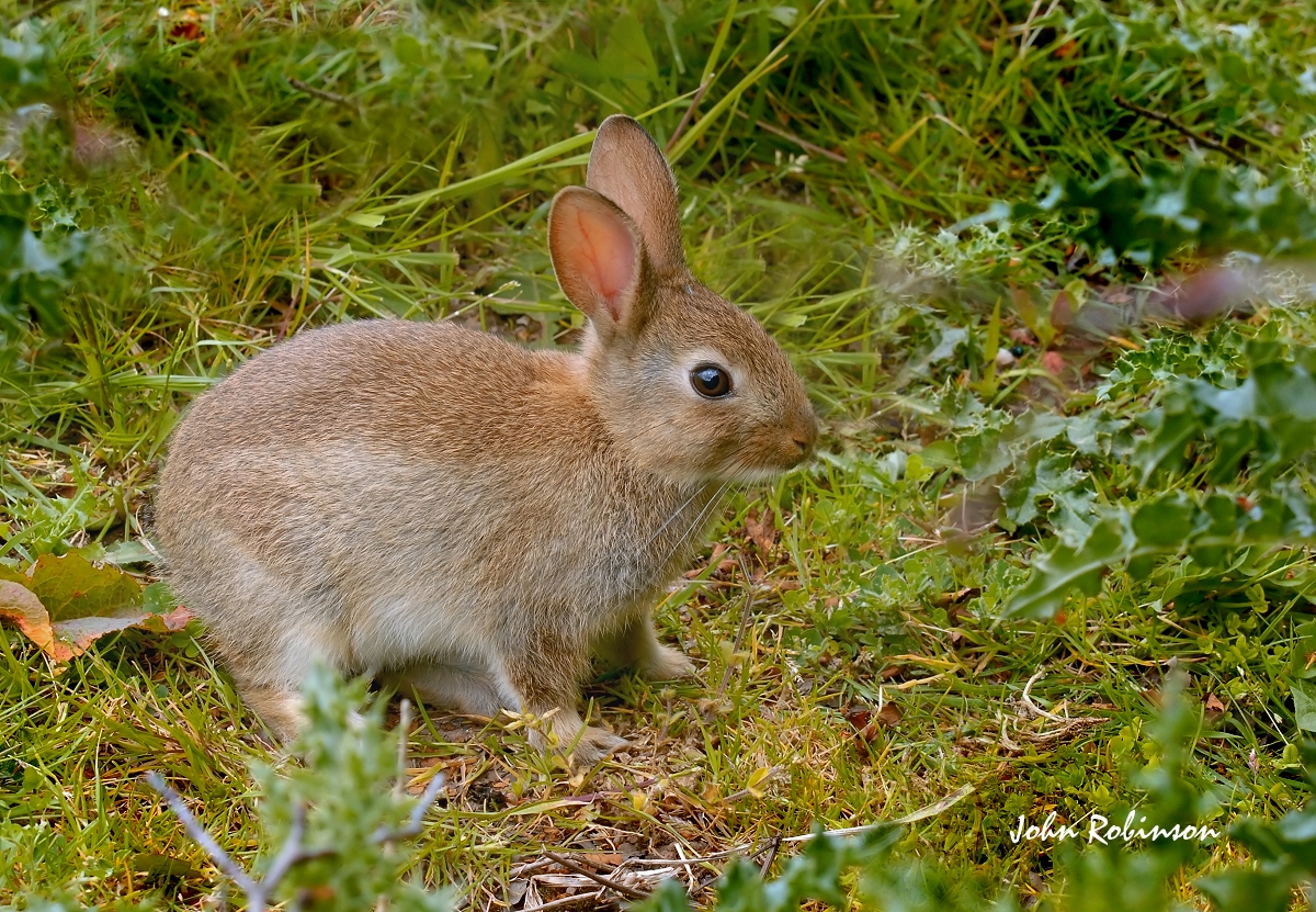 Rabbit