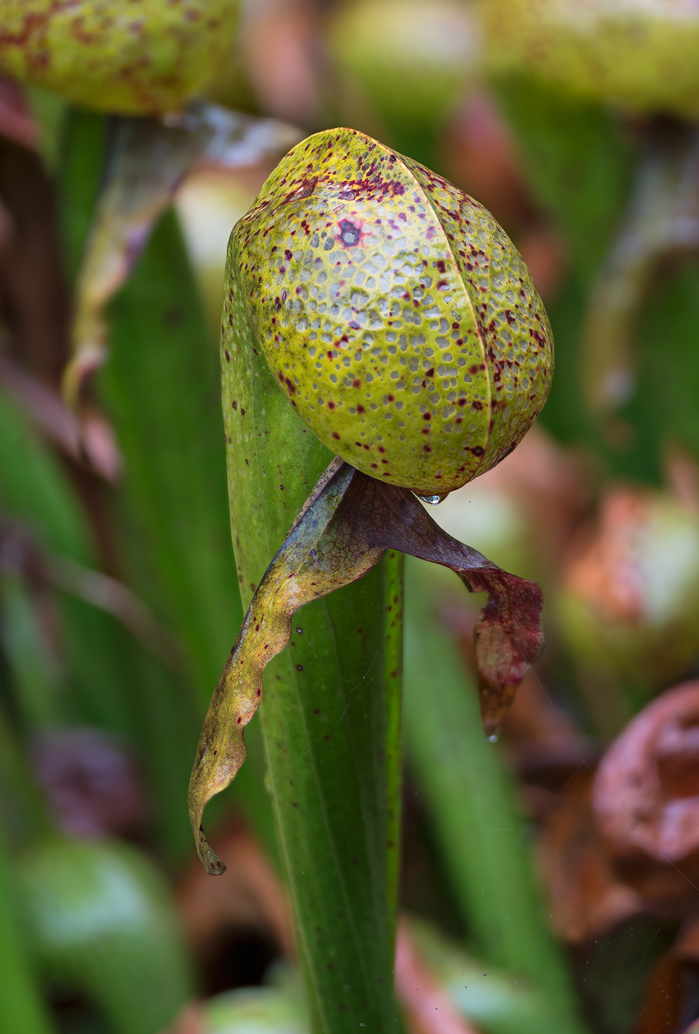 Cobra Lily