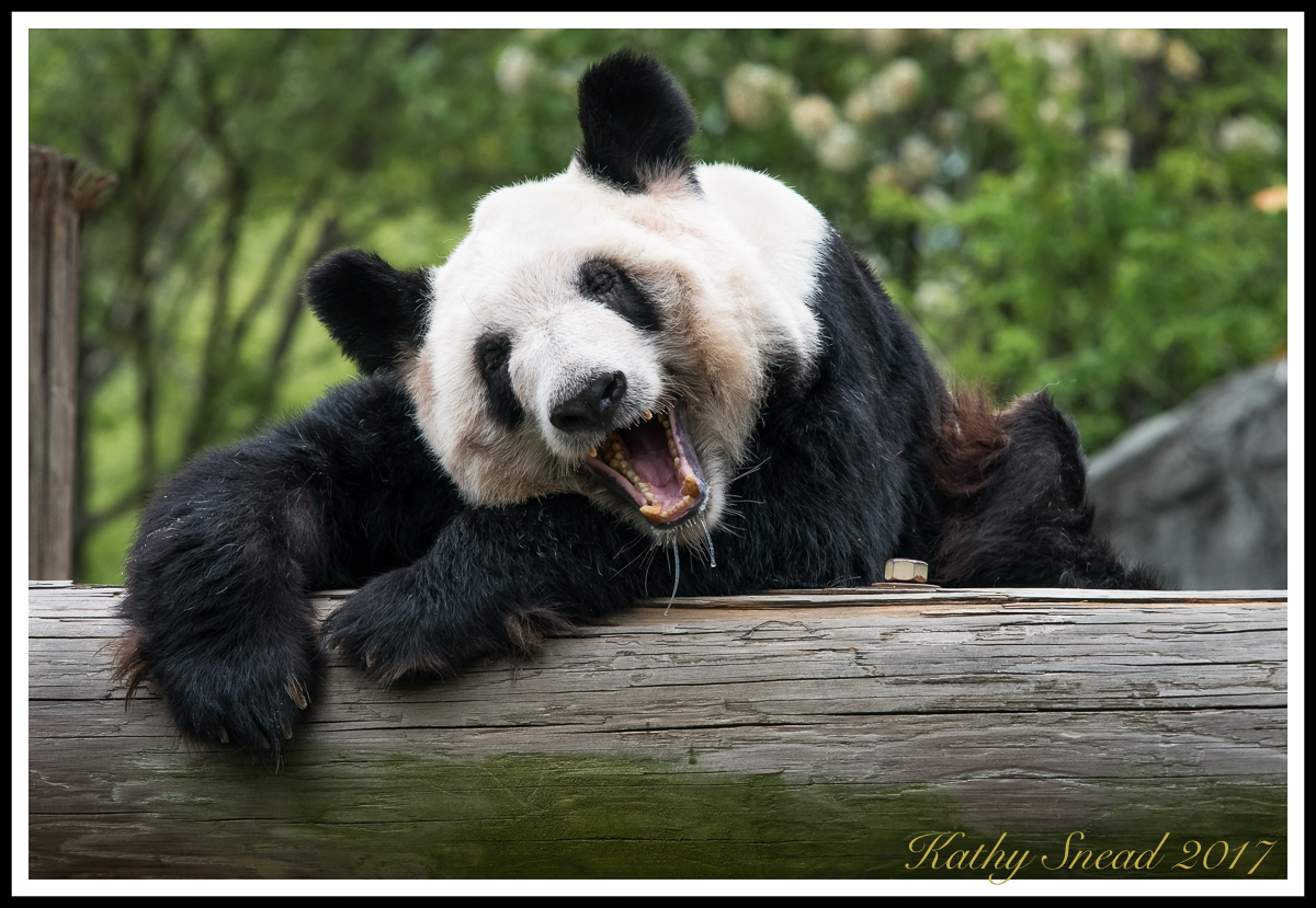 Giant Panda & REPOST