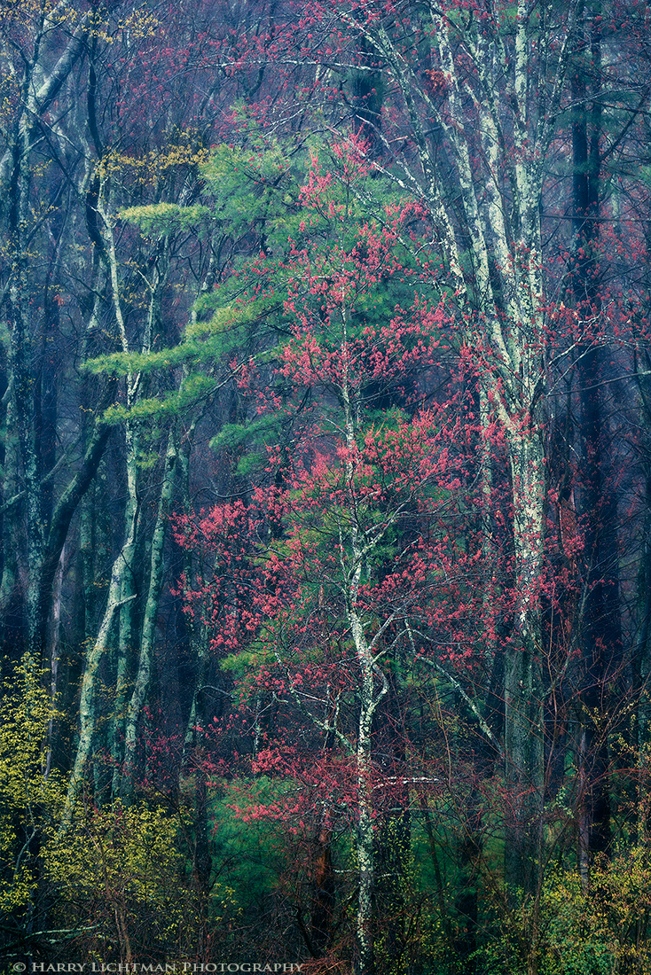 Surreal Spring-Repost