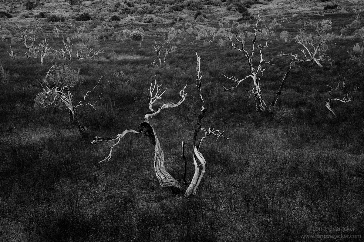 Boneyard Dancer