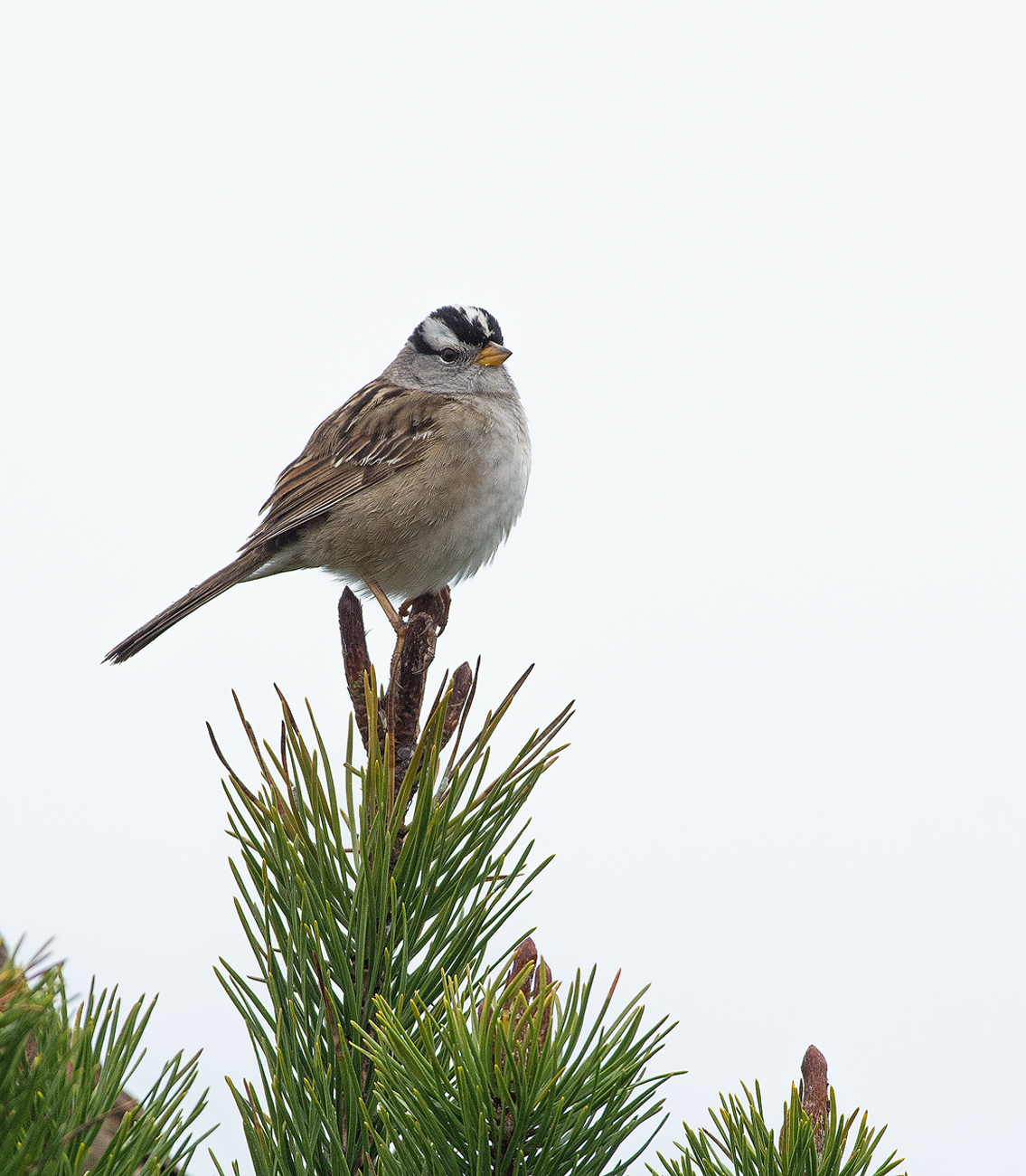 White-Crowned Sparrow