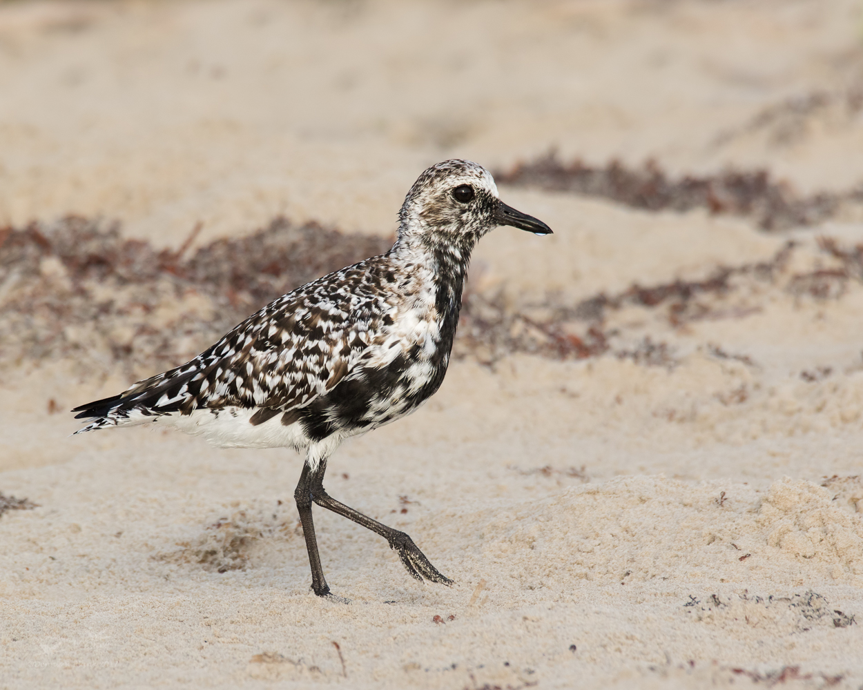 Black-bellied Plover