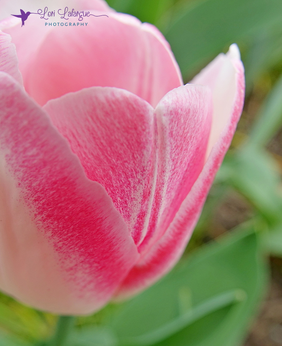 Eileen's Tulip