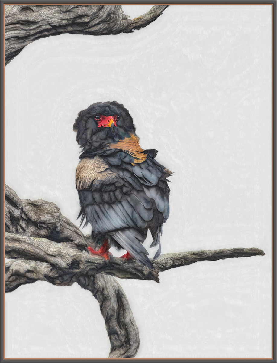 Bateleur Eagle