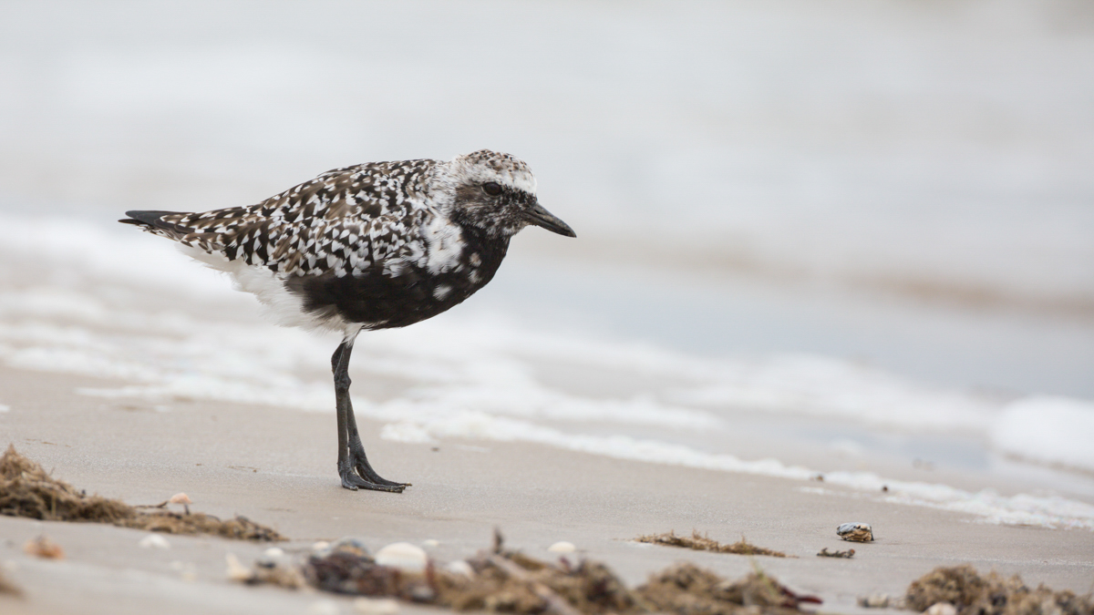 Bolivar Flats Plover