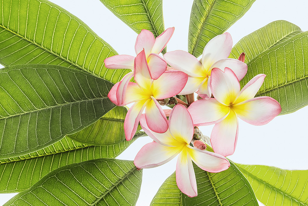 The colors of Plumeria