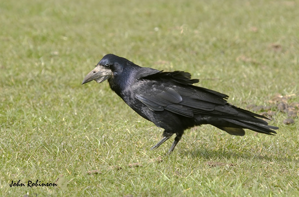 Rook No2