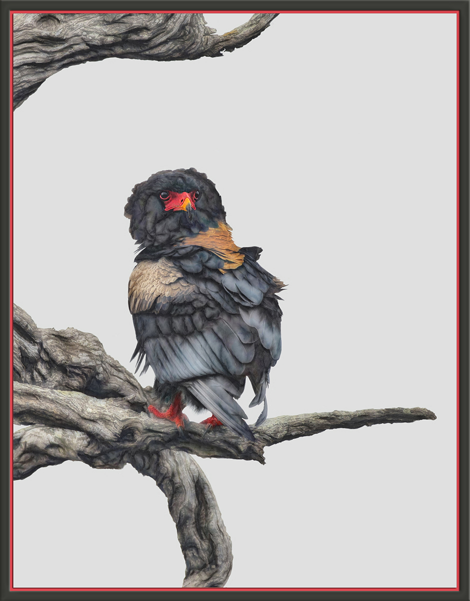 Bateleur #2 + re-post