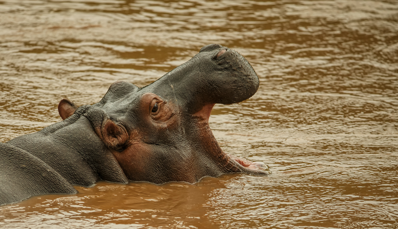 Leaving the Congo