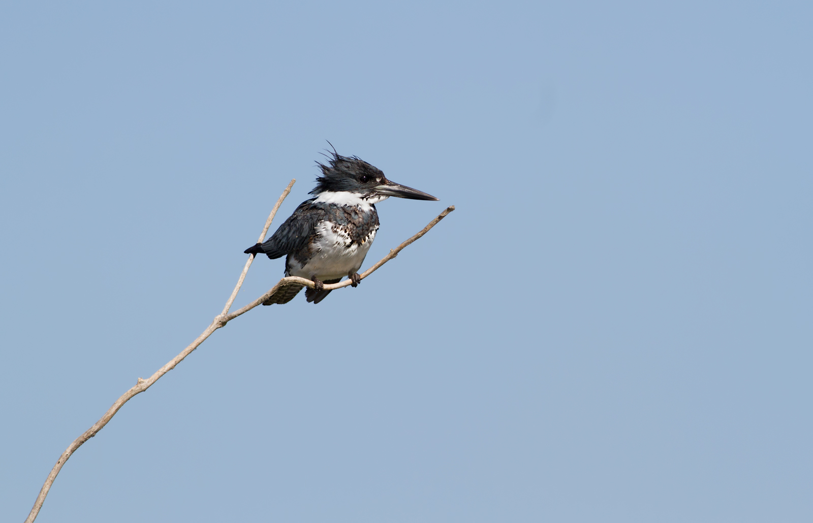 Belted Kingfisher/redo