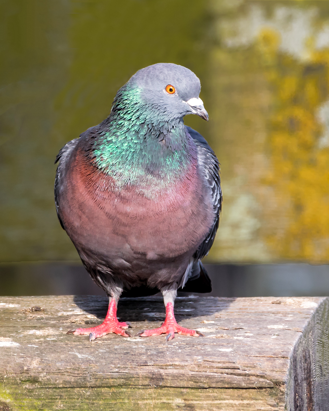 Rock Pigeon