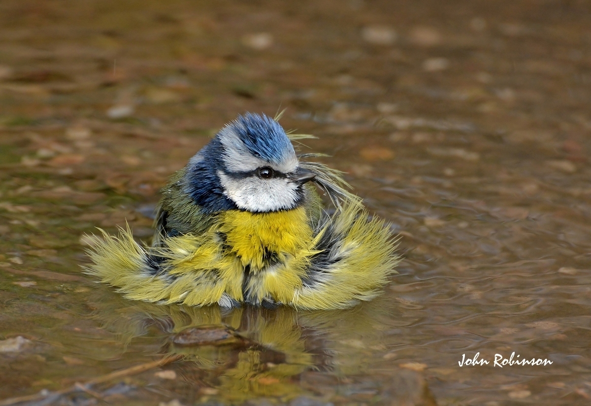 Bath Time