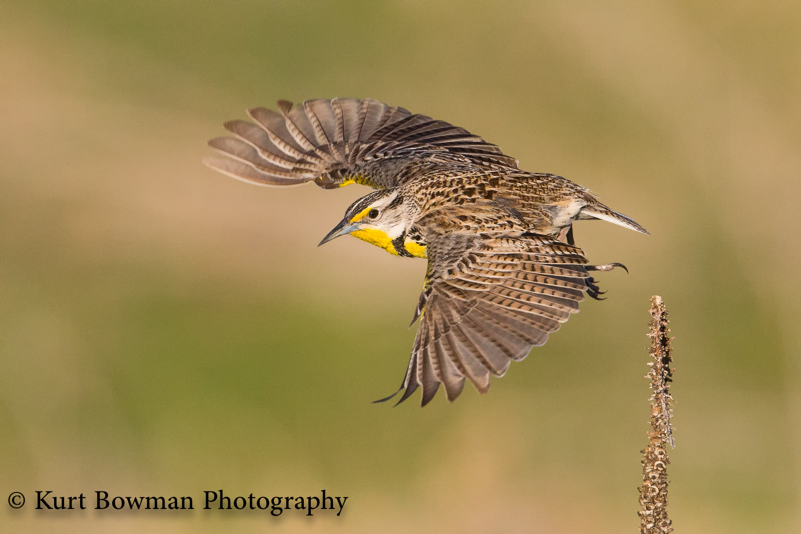 Western Meadowlark