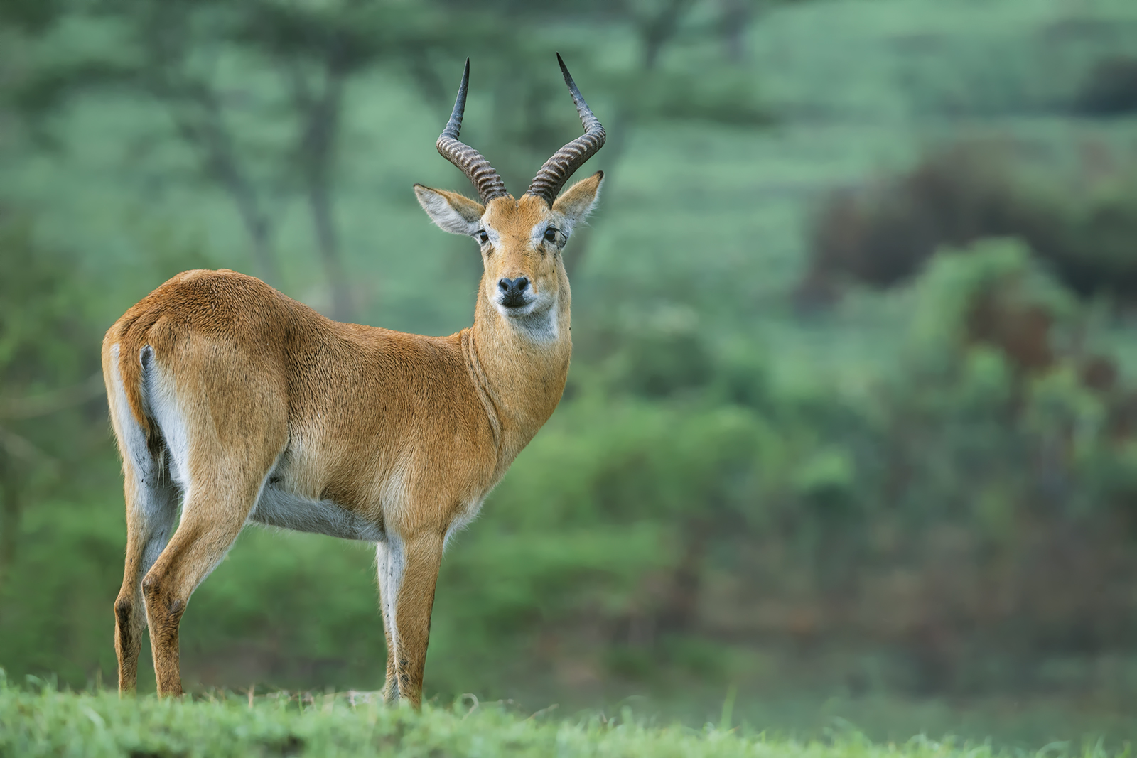 Uganda Kob