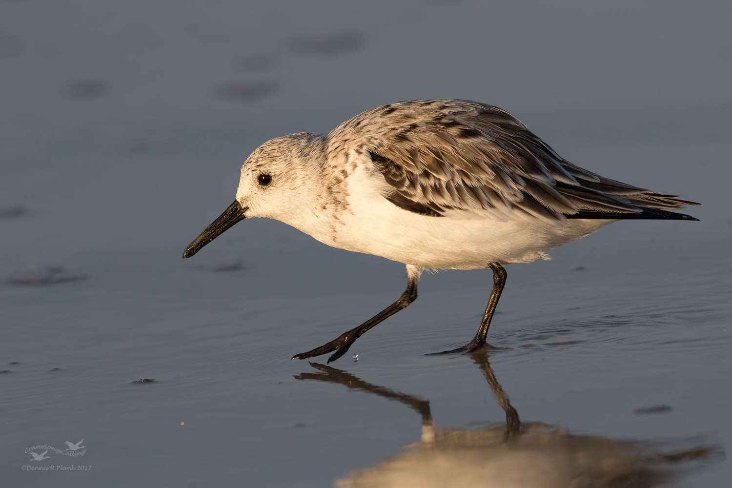 Sanderling