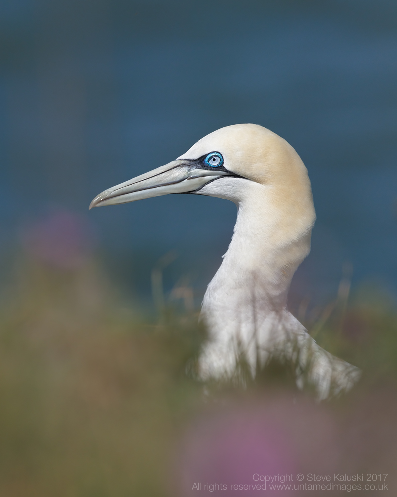Gannet