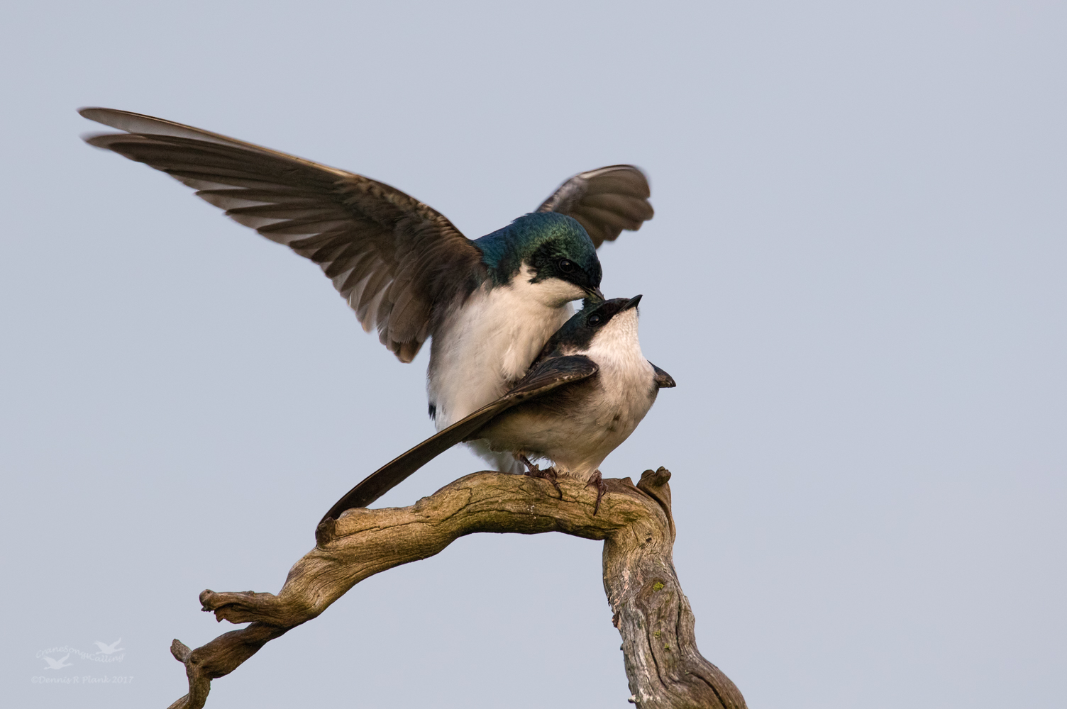Tree Swallows