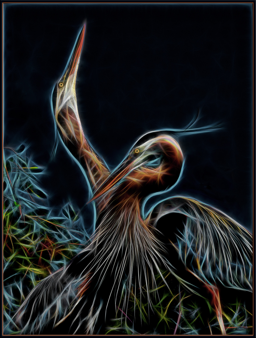 GBH Courtship