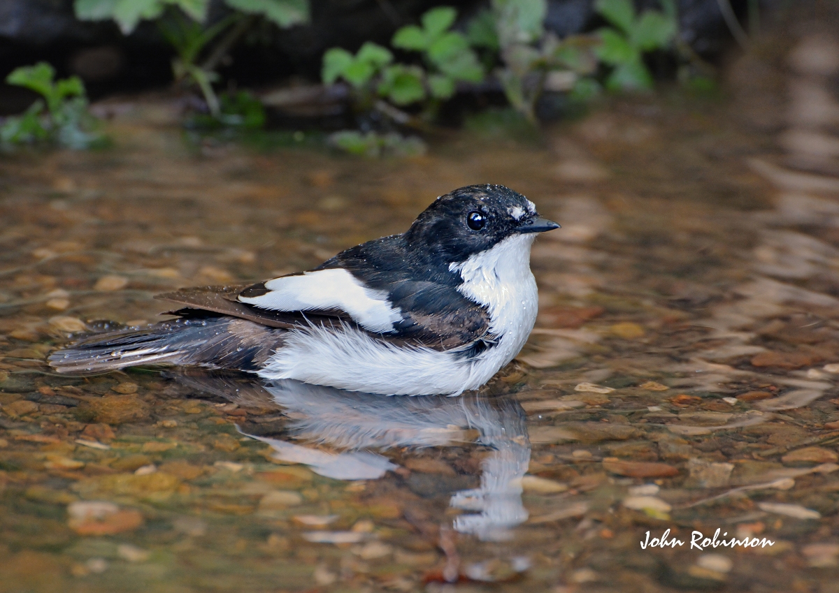 Pied Flycatcher