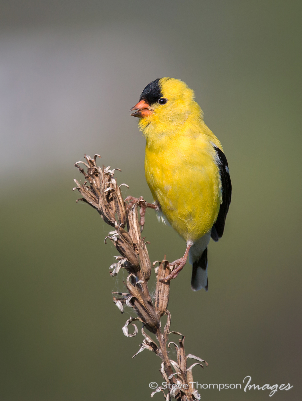 American Goldfinch