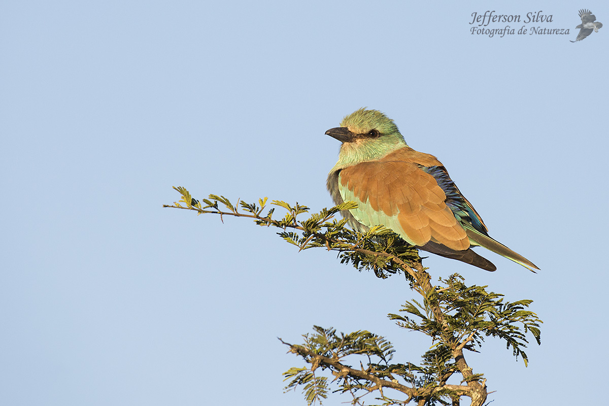 European roller
