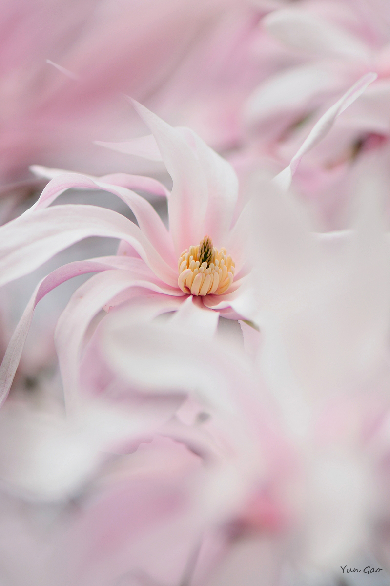 Dancing magnolia