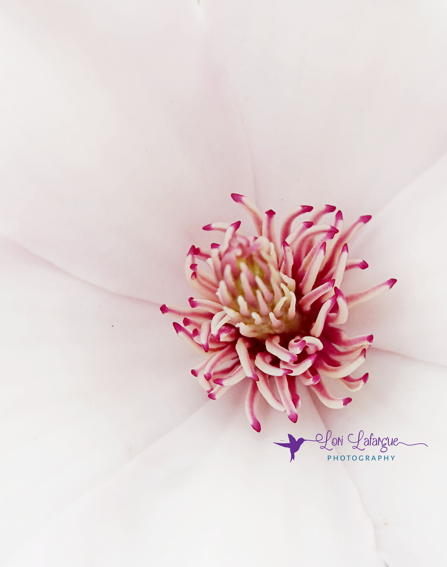 Middle of a Magnolia & Repost