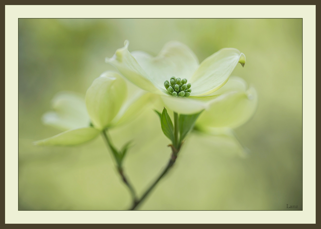 Dreamy Dogwood (+BW alt)