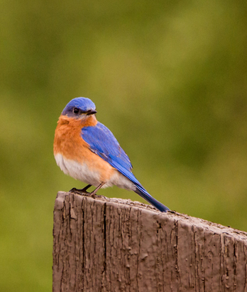 Prairie Blue Bird