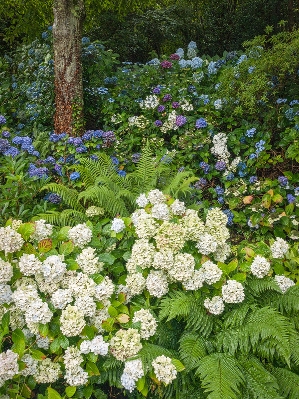 Hortensias
