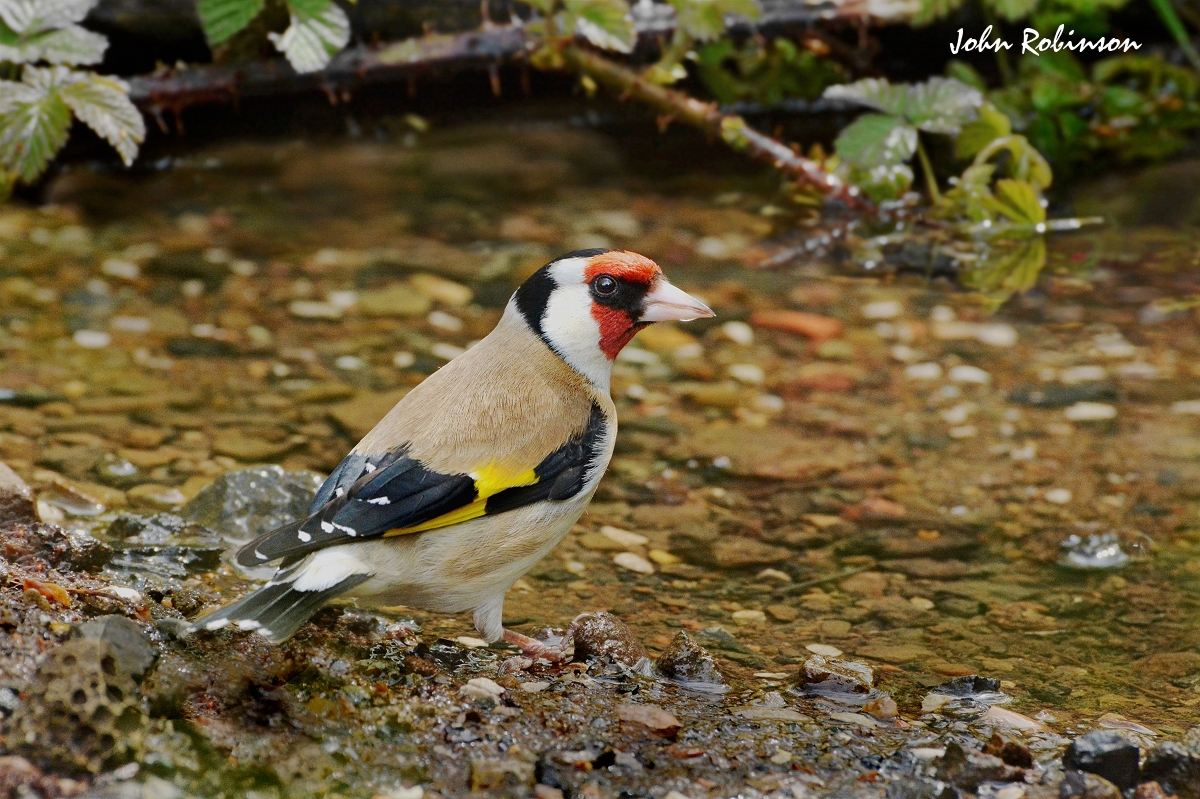 European Goldfinch