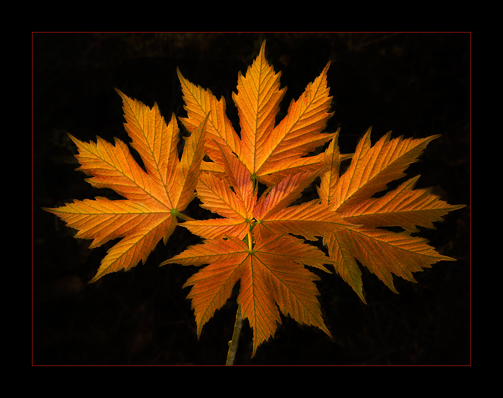 Maple Emerging