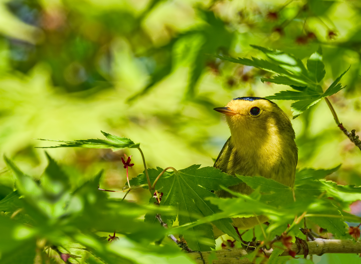 Wilson's Warbler #2