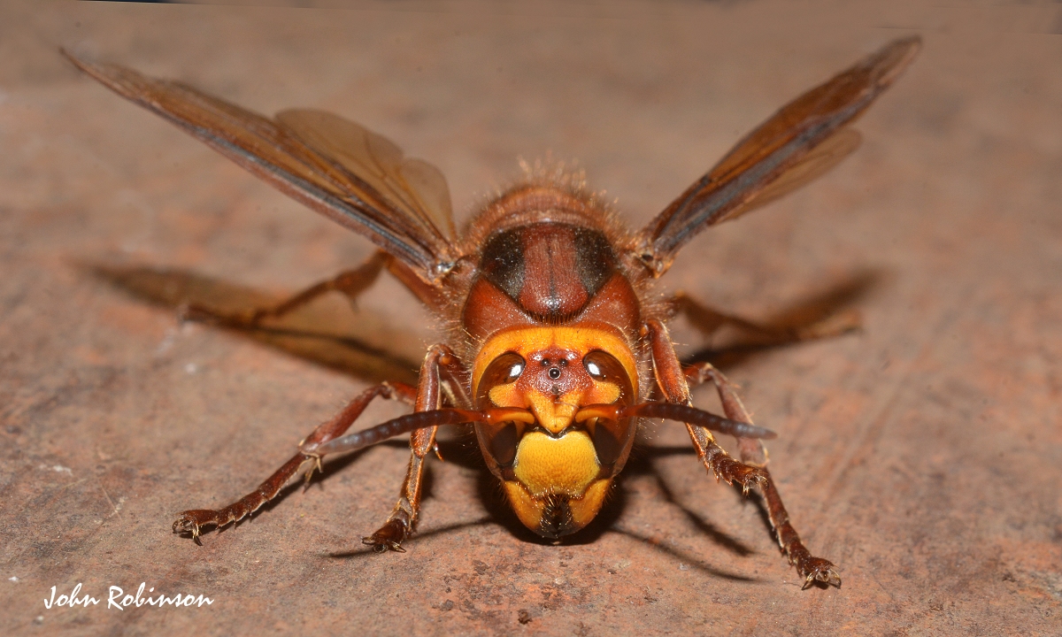 Hornet