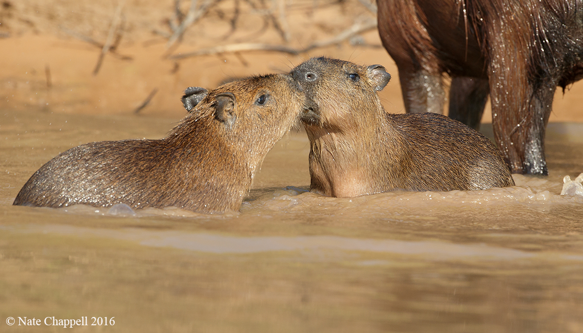 Capybara Kids 