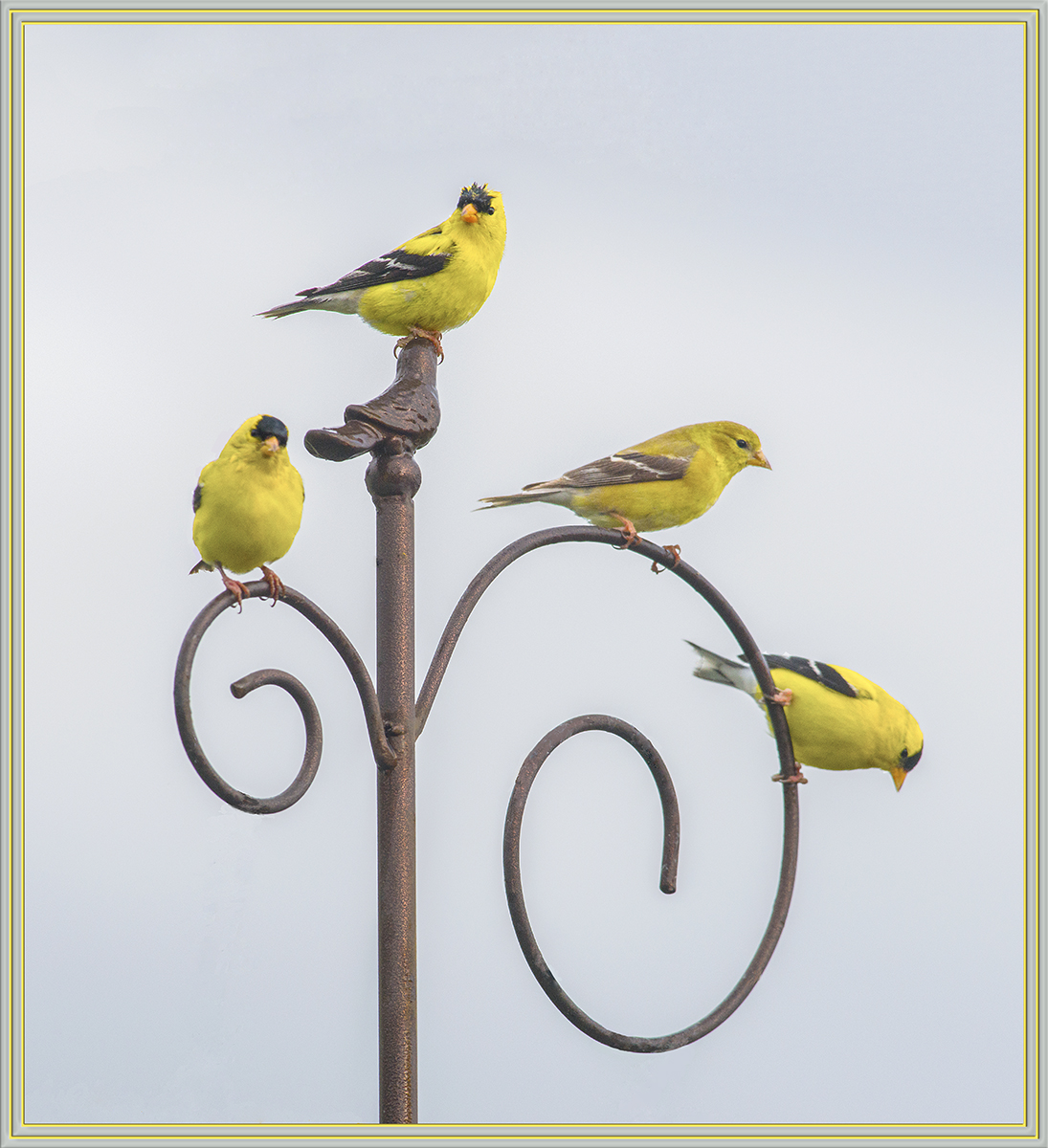 Goldfinches