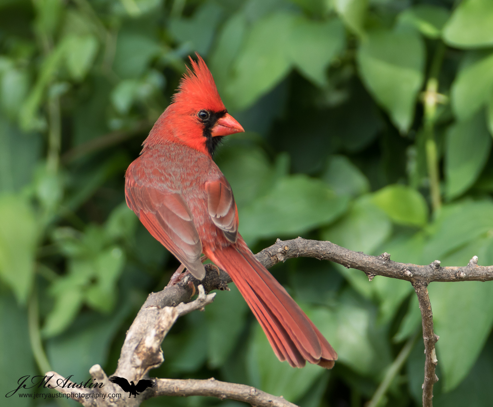 Backyard Cardinal