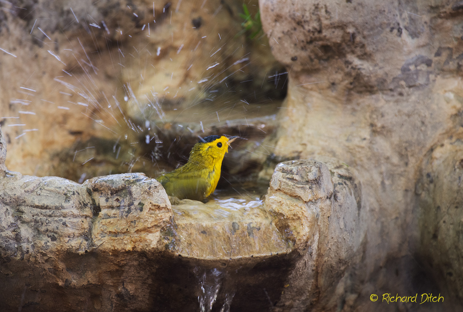 Wilson's Warbler