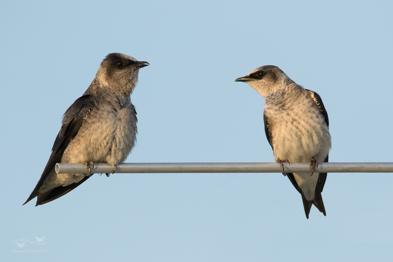The Gossips
