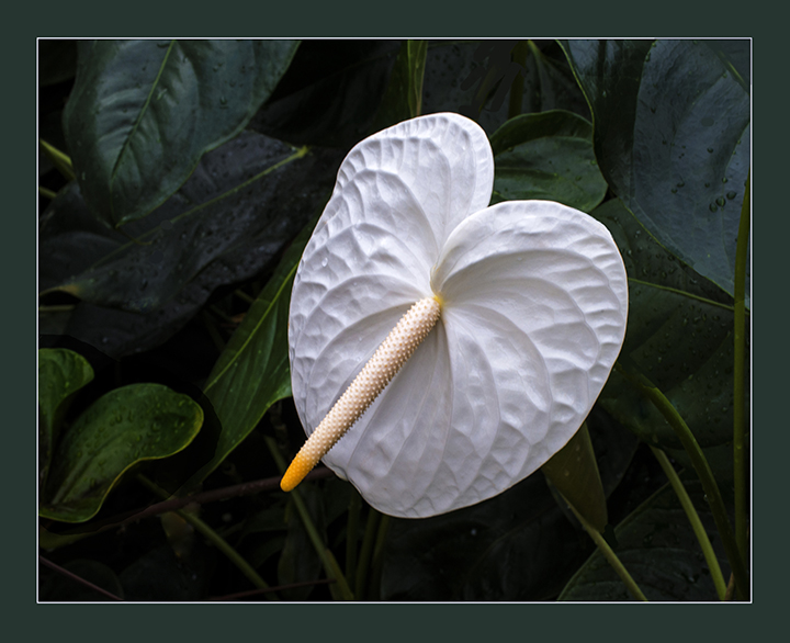Anthurium