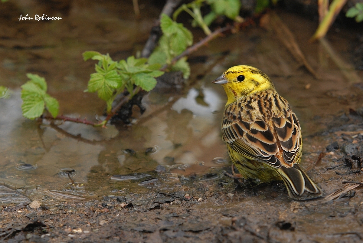 Yellow Bunting