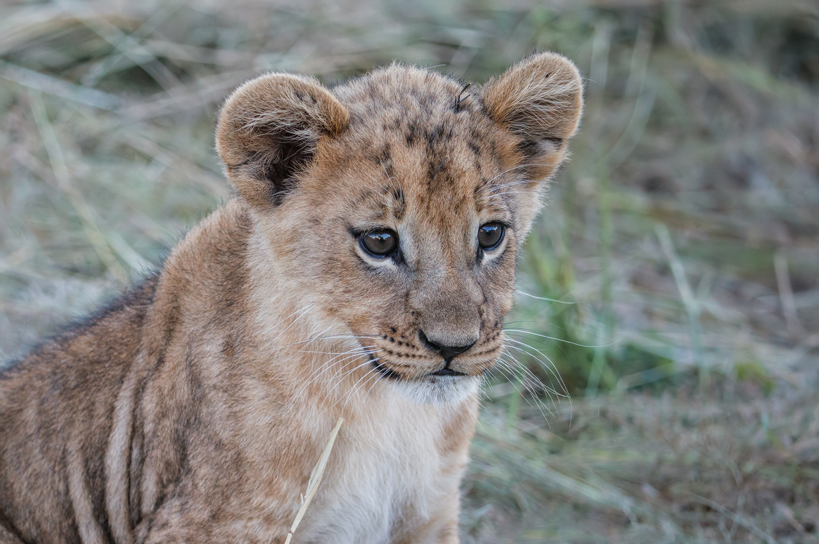 Lion Cub