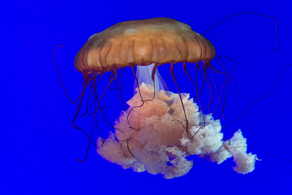 Jellyfish