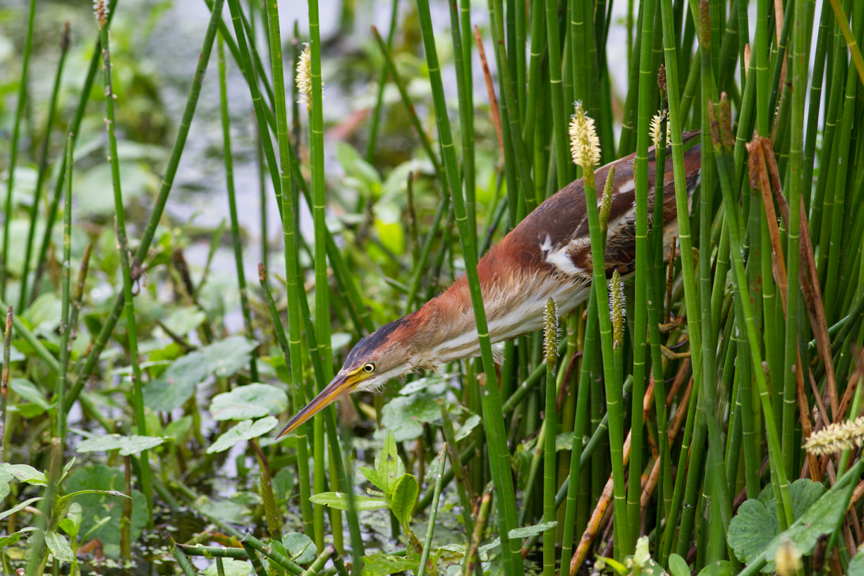 Least Bittern/redo