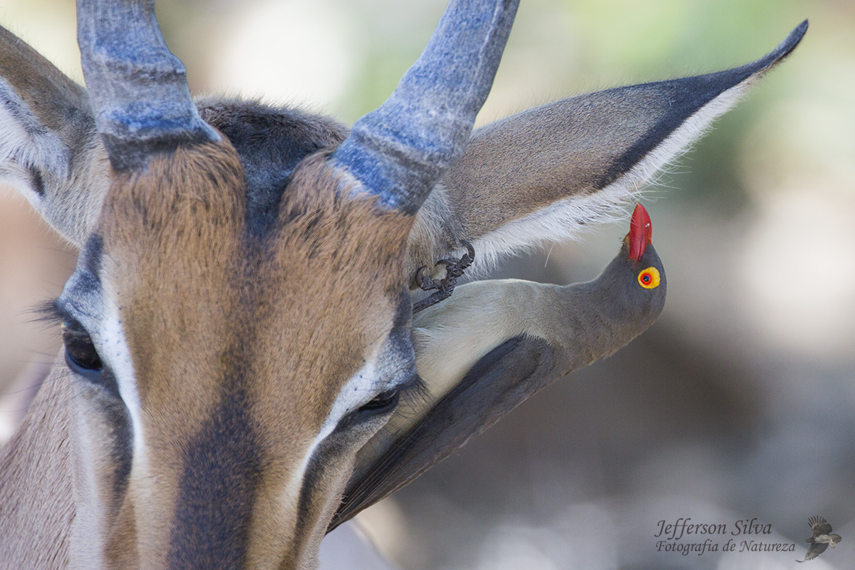 Red-billed Oxpecker
