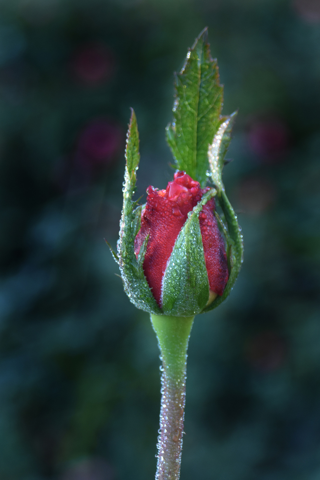 Future rose
