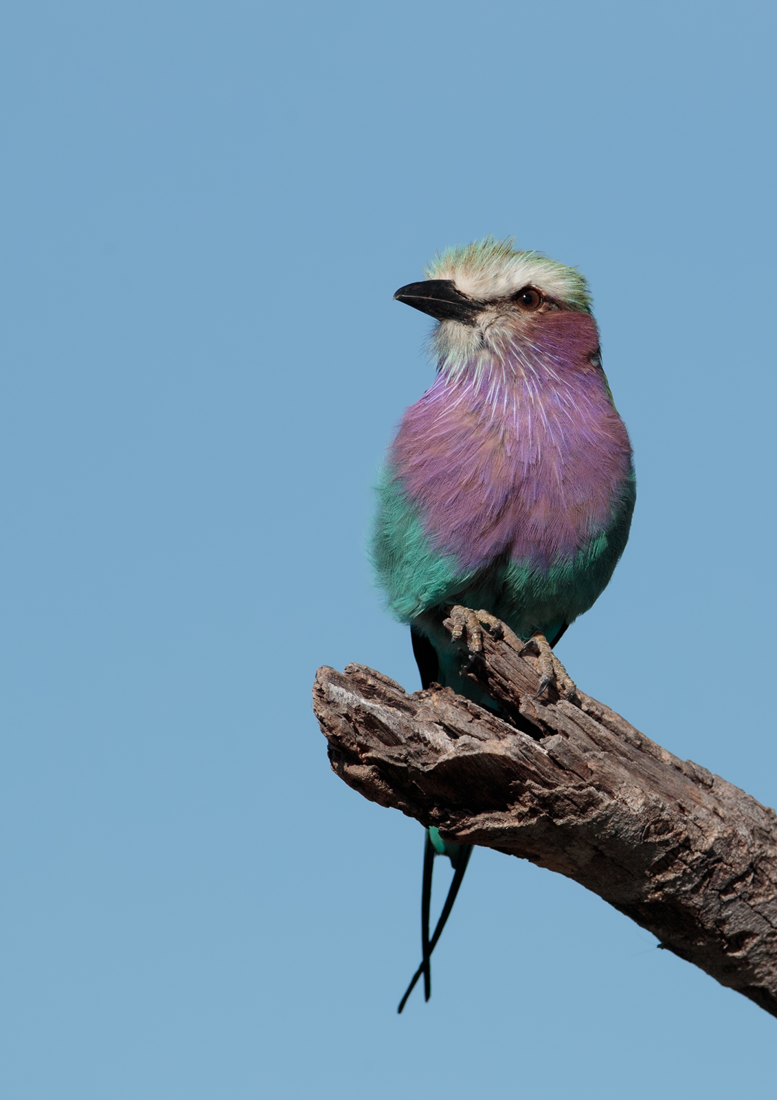 Lilac Breasted Roller